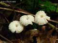champignons-41.jpg