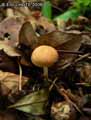 champignons-42.jpg