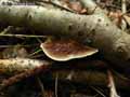 champignons-43.jpg