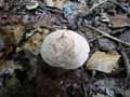 champignons-44.jpg
