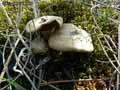 champignons-47.jpg