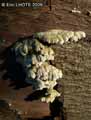 champignons-48.jpg