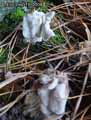 champignons-5.jpg