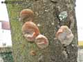 champignons-50.jpg