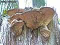 champignons-53.jpg