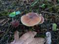 champignons-54.jpg