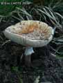 champignons-55.jpg