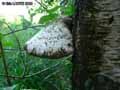 champignons-56.jpg