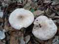 champignons-59.jpg
