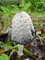 champignons-6.jpg