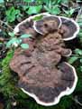 champignons-60.jpg