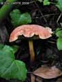 champignons-61.jpg