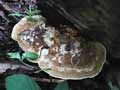 champignons-62.jpg