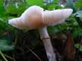 champignons-64.jpg