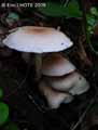champignons-65.jpg