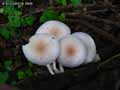 champignons-66.jpg