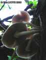 champignons-67.jpg