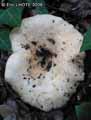 champignons-68.jpg