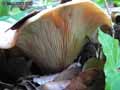 champignons-69.jpg