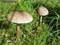 champignons-7.jpg