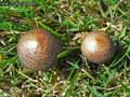 champignons-70.jpg