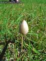 champignons-71.jpg