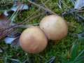 champignons-72.jpg