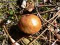 champignons-73.jpg