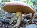 champignons-74.jpg