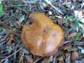champignons-75.jpg