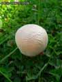 champignons-76.jpg
