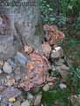 champignons-77.jpg
