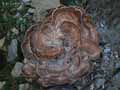 champignons-78.jpg