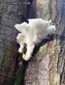 champignons-8.jpg