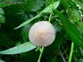 champignons-81.jpg