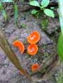 champignons-82.jpg