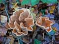 champignons-83.jpg