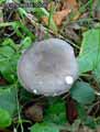 champignons-84.jpg