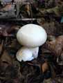 champignons-85.jpg