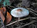 champignons-87.jpg