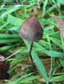 champignons-88.jpg