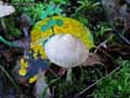 champignons-89.jpg