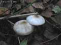 champignons-90.jpg