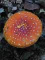 champignons-91.jpg