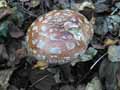 champignons-93.jpg