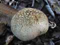 champignons-94.jpg
