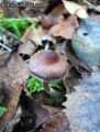champignons-95.jpg