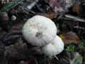 champignons-96.jpg