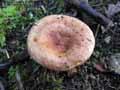 champignons-97.jpg