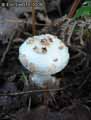 champignons-98.jpg